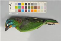 藏品(五色鳥)的圖片